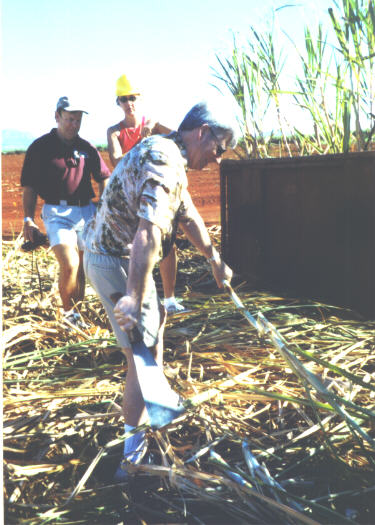 Bob cutting cane seed